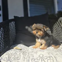 Tori, a female Yorkshire Terrier for sale in Elk Grove, CA – Photo 3 of 9