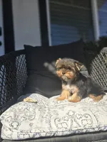 Tori, a female Yorkshire Terrier for sale in Elk Grove, CA – Photo 3 of 9