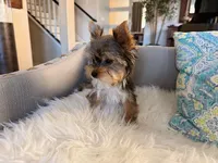 Navy, a female Yorkshire Terrier for sale in Elk Grove, CA – 4 of 6