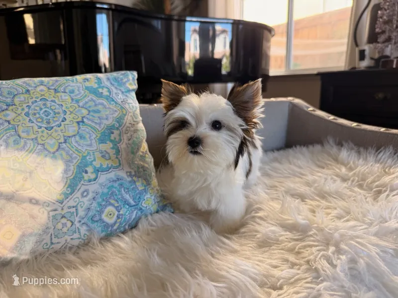 Mochi  – Yorkshire Terrier puppy for sale in Elk Grove, CA