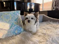 Mochi , a female Yorkshire Terrier for sale in Elk Grove, CA – 1 of 8