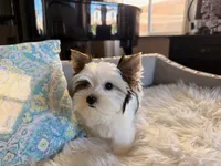 Mochi , a female Yorkshire Terrier for sale in Elk Grove, CA – 6 of 8