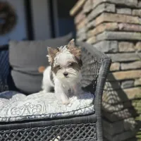 Myko, a male Yorkshire Terrier for sale in Elk Grove, CA – Photo 3 of 8