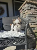 Myko, a male Yorkshire Terrier for sale in Elk Grove, CA – Photo 3 of 8