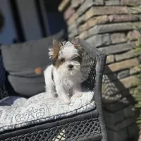 Myko, a male Yorkshire Terrier for sale in Elk Grove, CA – Photo 4 of 8