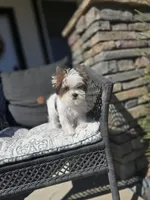 Myko, a male Yorkshire Terrier for sale in Elk Grove, CA – Photo 4 of 8