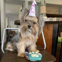 Myko, a male Yorkshire Terrier for sale in Elk Grove, CA – Photo 6 of 8