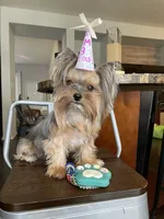 Myko, a male Yorkshire Terrier for sale in Elk Grove, CA – Photo 6 of 8