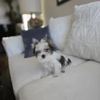 Myko, a male Yorkshire Terrier for sale in Elk Grove, CA – Photo 2 of 8