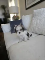 Myko, a male Yorkshire Terrier for sale in Elk Grove, CA – Photo 2 of 8