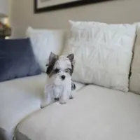 Myko, a male Yorkshire Terrier for sale in Elk Grove, CA – Photo 1 of 8