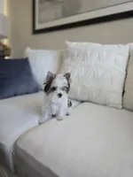 Myko, a male Yorkshire Terrier for sale in Elk Grove, CA – Photo 1 of 8