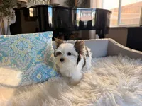 Mochi , a female Yorkshire Terrier for sale in Elk Grove, CA – 8 of 8