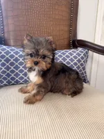Sailor , a female Yorkshire Terrier for sale in Elk Grove, CA – 4 of 4