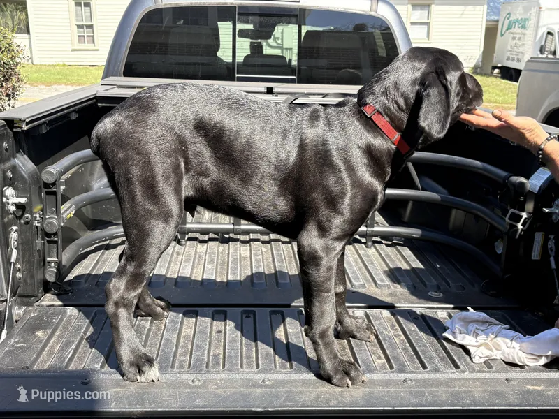 Moose – Cane Corso puppy for sale in DeLand Southwest, FL