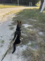 Hero, a male German Shepherd Dog for sale in Killeen, TX – 2 of 4