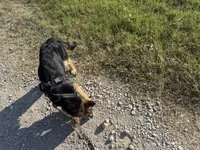 Hero, a male German Shepherd Dog for sale in Killeen, TX – 4 of 4