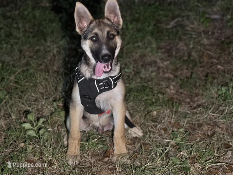 Hero – German Shepherd Dog puppy for sale in Killeen, TX