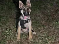 Hero, a male German Shepherd Dog for sale in Killeen, TX – 1 of 4