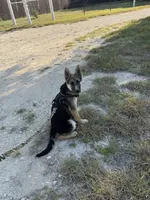 Hero, a male German Shepherd Dog for sale in Killeen, TX – 3 of 4