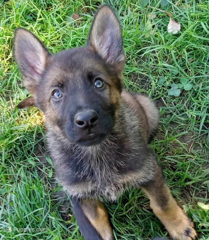 BUBBY – German Shepherd Dog puppy for sale in Campbellsport, WI