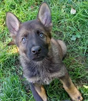 BUBBY, a male German Shepherd Dog for sale in Campbellsport, WI – 1 of 1