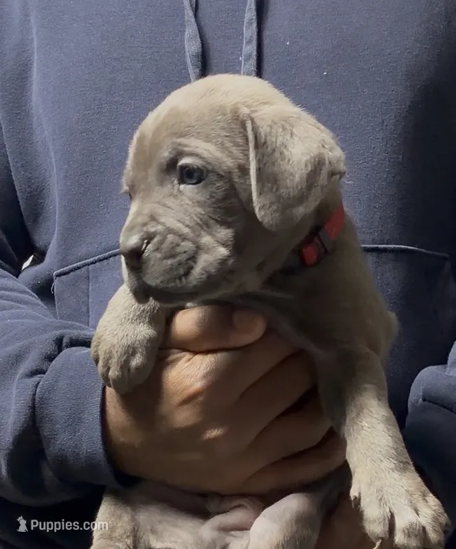 McNulty – Cane Corso puppy for sale in Mount Morris, MI