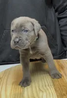 Bubbles, a female Cane Corso for sale in Mount Morris, MI – 2 of 2
