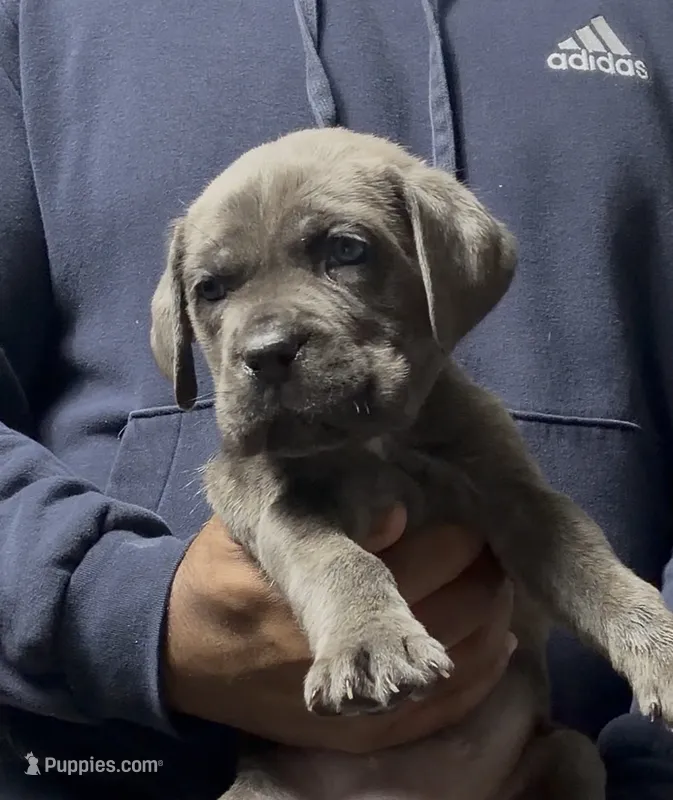Beadie – Cane Corso puppy for sale in Mount Morris, MI