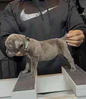 Rhonda, a female Cane Corso for sale in Mount Morris, MI – 2 of 2