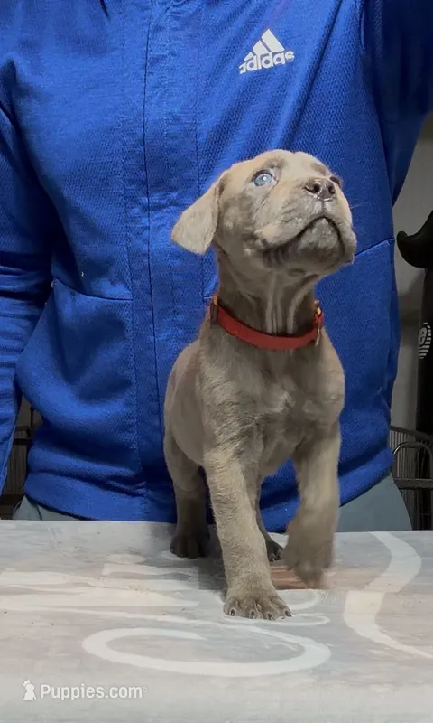 McNulty – Cane Corso puppy for sale in Mount Morris, MI