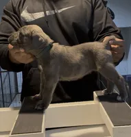 Beadie, a female Cane Corso for sale in Mount Morris, MI – 2 of 2