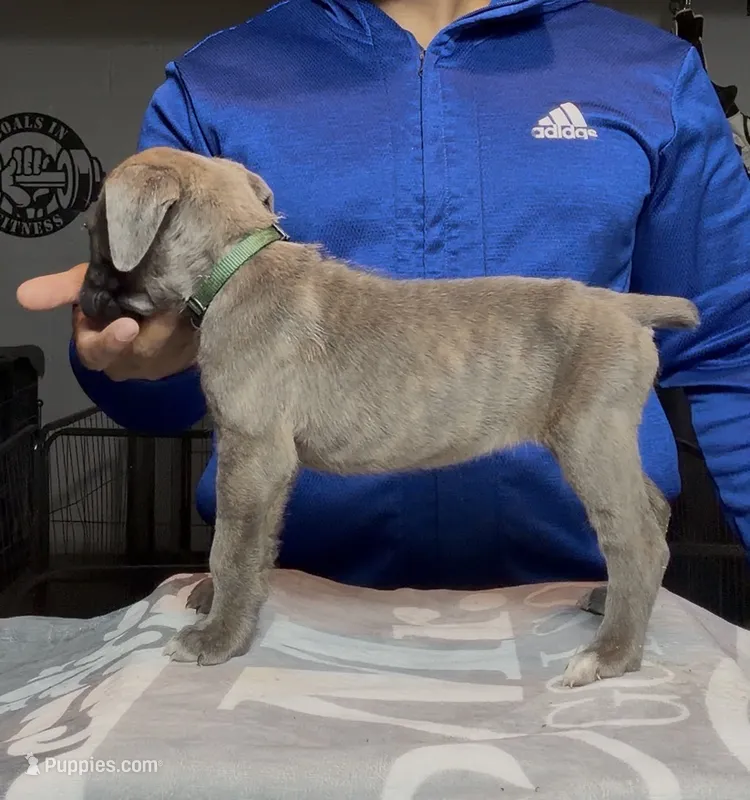 Beadie – Cane Corso puppy for sale in Mount Morris, MI