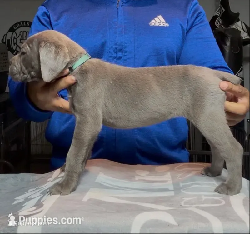 Bubbles – Cane Corso puppy for sale in Mount Morris, MI
