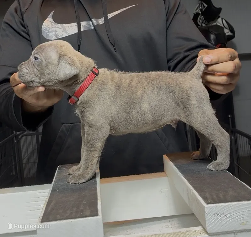 McNulty – Cane Corso puppy for sale in Mount Morris, MI