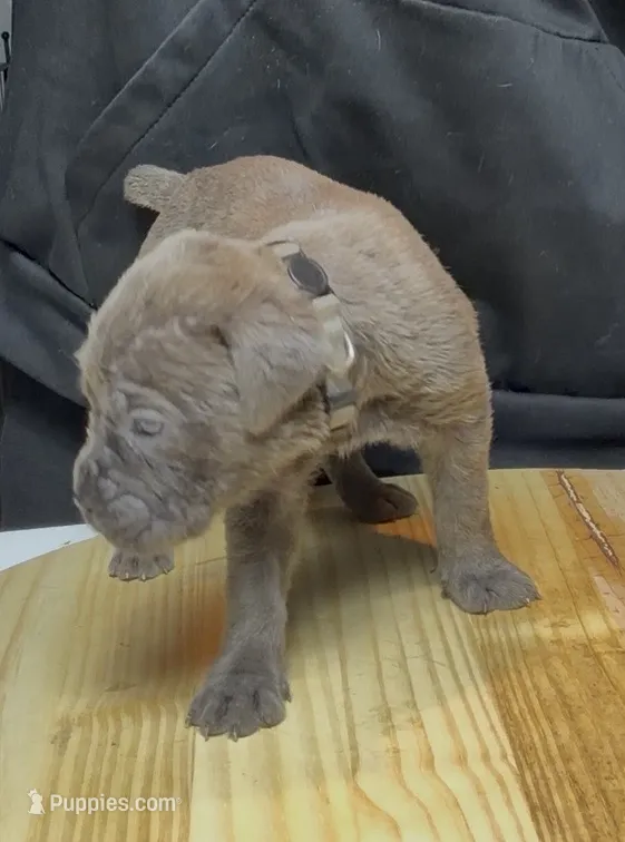 Rhonda – Cane Corso puppy for sale in Mount Morris, MI