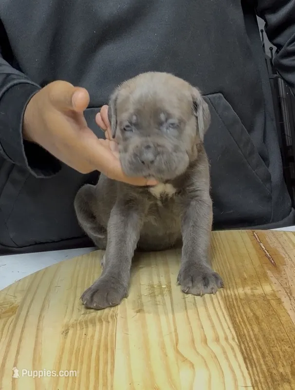 Beadie – Cane Corso puppy for sale in Mount Morris, MI