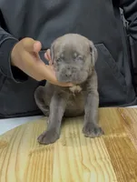 Beadie, a female Cane Corso for sale in Mount Morris, MI – 1 of 2