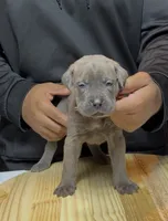 McNulty, a male Cane Corso for sale in Mount Morris, MI – 2 of 2
