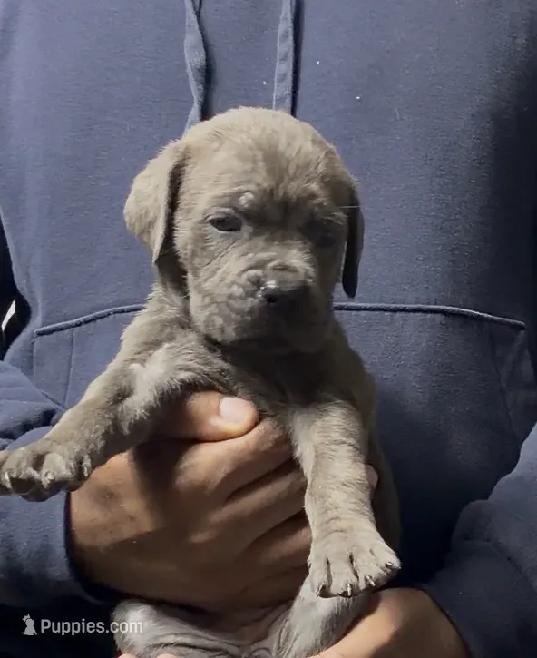 Rhonda – Cane Corso puppy for sale in Mount Morris, MI