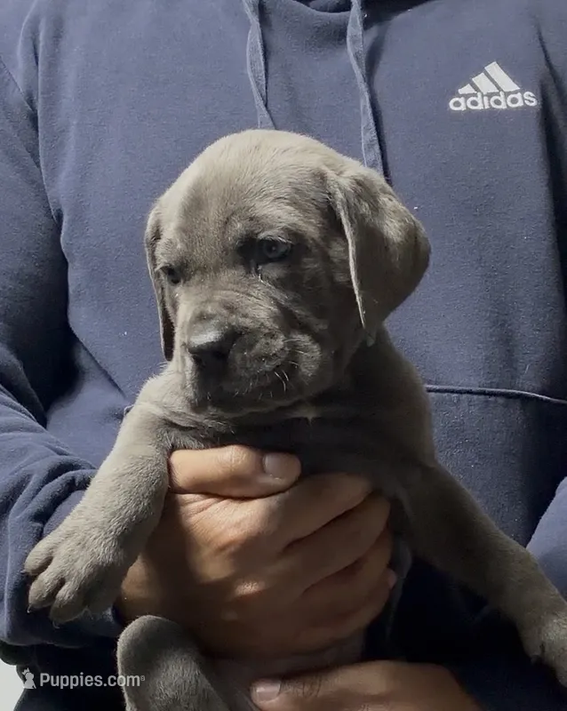 Bubbles – Cane Corso puppy for sale in Mount Morris, MI