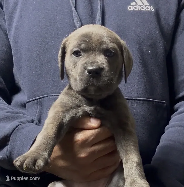 Felicia – Cane Corso puppy for sale in Mount Morris, MI