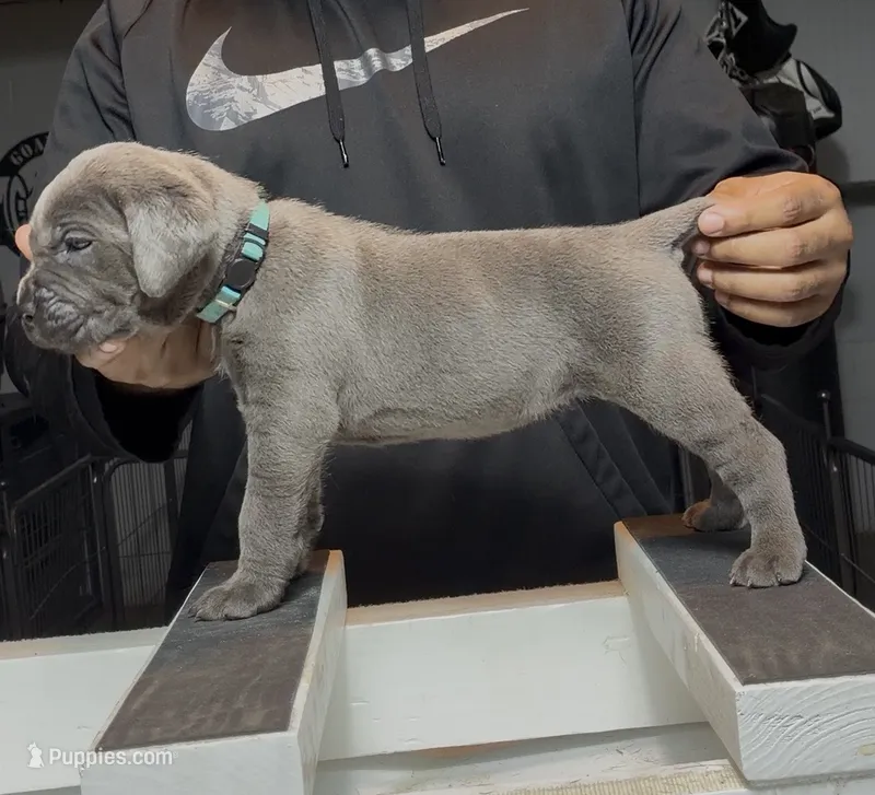 Bubbles – Cane Corso puppy for sale in Mount Morris, MI