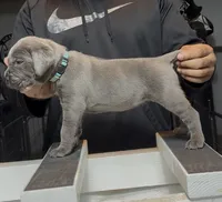Bubbles, a female Cane Corso for sale in Mount Morris, MI – 1 of 2