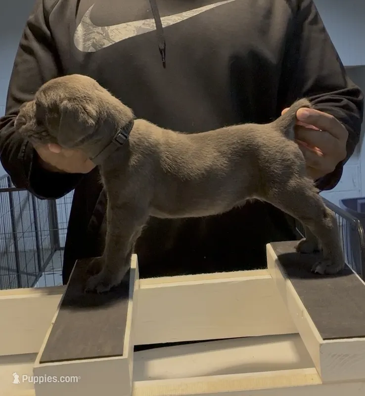 Felicia – Cane Corso puppy for sale in Mount Morris, MI