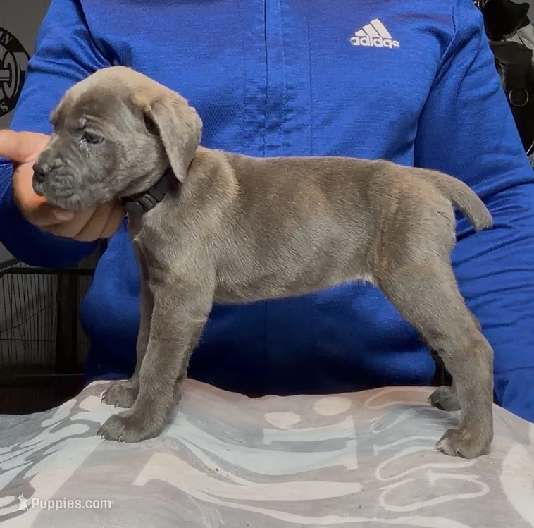 Felicia – Cane Corso puppy for sale in Mount Morris, MI