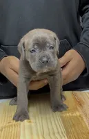 Felicia, a female Cane Corso for sale in Mount Morris, MI – 2 of 2