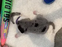 Rosen , a female Great Dane for sale in Mahomet, IL – 2 of 4