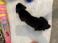 Ghost, a female Great Dane for sale in Mahomet, IL – 2 of 4