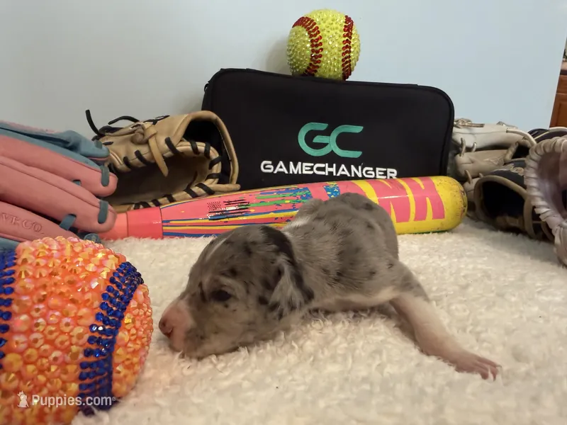Icon – Great Dane puppy for sale in Mahomet, IL